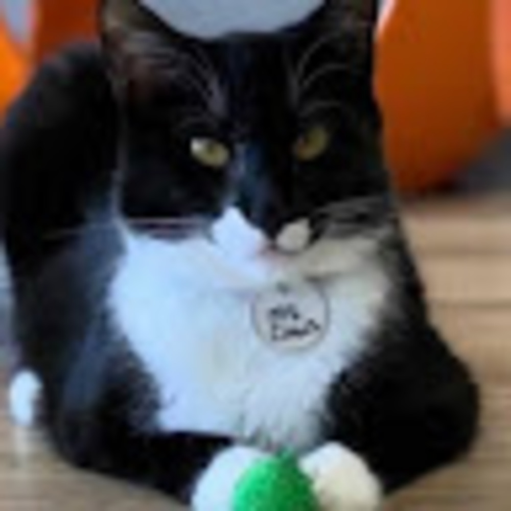 Meet your Posher, Morgan kalish